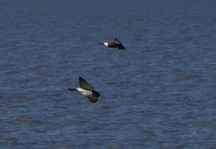 Artamus leucorynchus