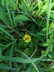 Oxalis frutescens