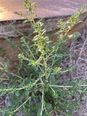 Amaranthus albus