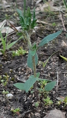 Zaluzianskya divaricata