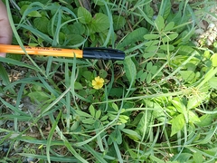 Oxalis frutescens