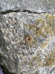 Noctua fimbriata