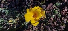 Balbisia peduncularis