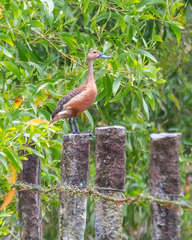 Dendrocygna javanica
