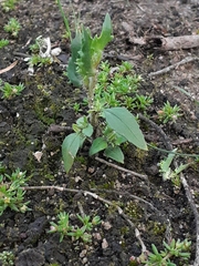 Zaluzianskya divaricata