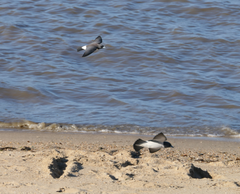 Artamus leucorynchus