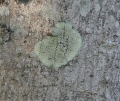 Lecanora thysanophora