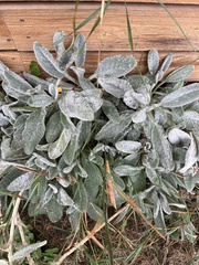 Stachys byzantina