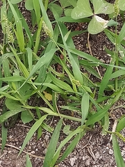 Setaria
