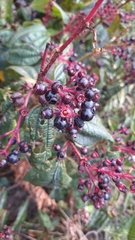 Miconia tococa