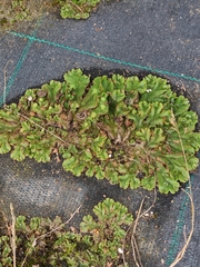 Marchantia polymorpha ruderalis