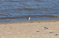 Artamus leucorynchus