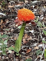 Scadoxus puniceus