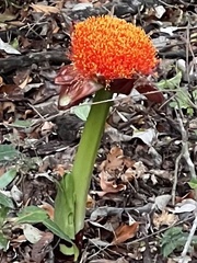 Scadoxus puniceus