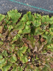 Marchantia polymorpha ruderalis