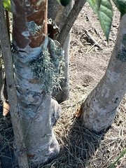Ramalina stenospora