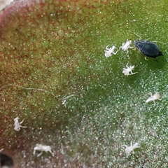 Aphis gossypii