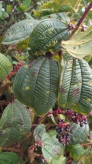 Miconia tococa