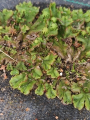 Marchantia polymorpha ruderalis