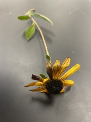 Rudbeckia hirta