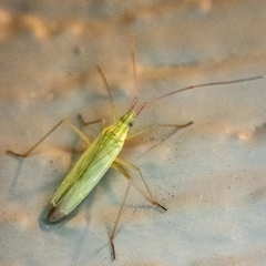 Trigonotylus caelestialium