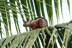 Sciurus variegatoides