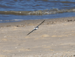 Artamus leucorynchus