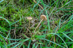 Mycena olivaceomarginata