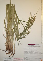 Carex davisii
