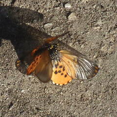 Acraea horta