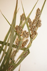 Carex davisii