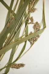 Carex davisii