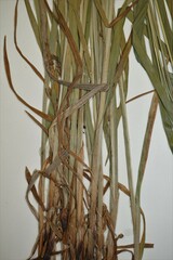 Carex davisii