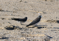 Artamus leucorynchus