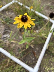 Rudbeckia