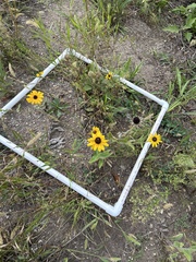 Rudbeckia