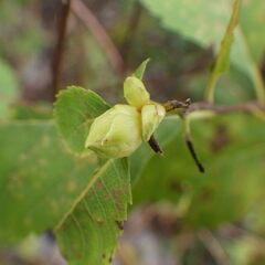 Dasineura salicifoliae
