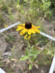 Rudbeckia