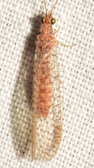 Pseudomallada venosus