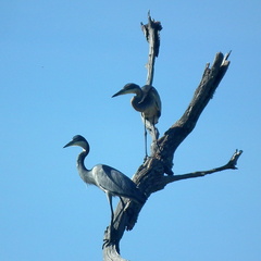 Ardea melanocephala