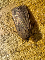 Amphipyra tragopoginis