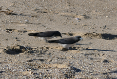 Artamus leucorynchus