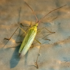 Trigonotylus caelestialium