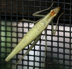 Oecanthus exclamationis