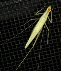 Oecanthus exclamationis