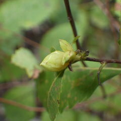 Dasineura salicifoliae