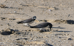 Artamus leucorynchus