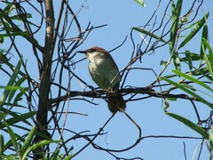 Certhiaxis cinnamomeus