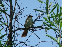 Certhiaxis cinnamomeus