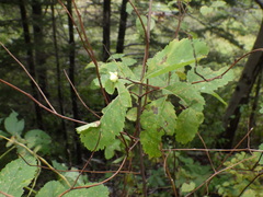 Dasineura salicifoliae